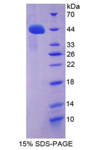 Figure 1. SDS-PAGE