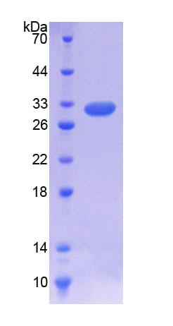 Figure 1. SDS-PAGE