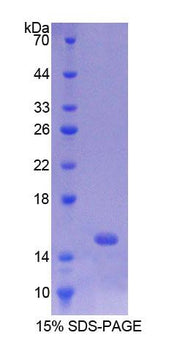 Figure 1. SDS-PAGE