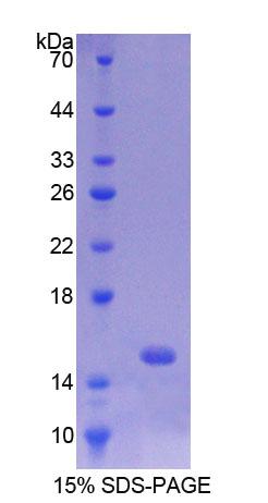 Figure 1. SDS-PAGE