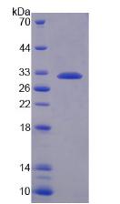 Figure 2. SDS-PAGE