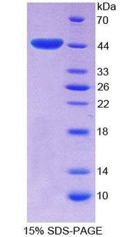 Figure 1. SDS-PAGE