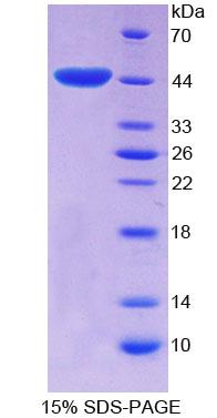 Figure 1. SDS-PAGE