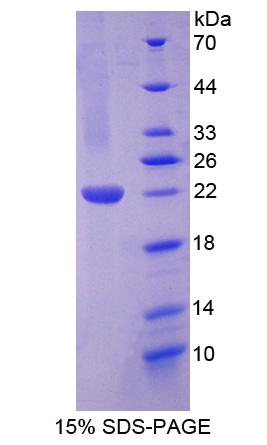 Figure 1. SDS-PAGE