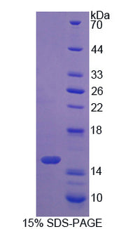 Figure 1. SDS-PAGE