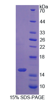Figure 1. SDS-PAGE
