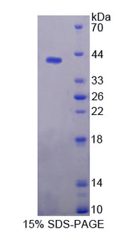Figure 1. SDS-PAGE