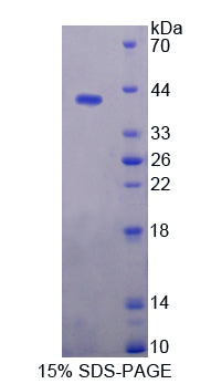 Figure 1. SDS-PAGE