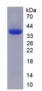 Figure 1. SDS-PAGE