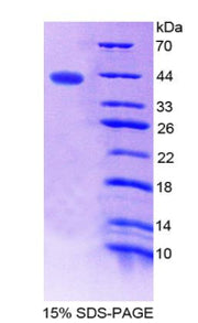 Figure 1. SDS-PAGE