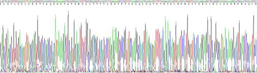 Recombinant Mouse Brain Derived Neurotrophic Factor (BDNF)