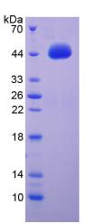 Figure 3. SDS-PAGE
