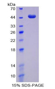 Figure 1. SDS-PAGE