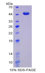 Figure 1. SDS-PAGE