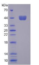 Figure 2. SDS-PAGE