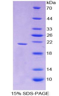 Figure 1. SDS-PAGE