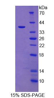 Figure 1. SDS-PAGE