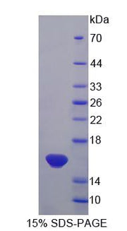 Figure 1. SDS-PAGE
