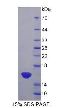 Figure 1. SDS-PAGE