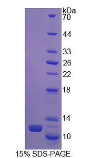 Figure 1. SDS-PAGE