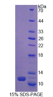 Figure 1. SDS-PAGE