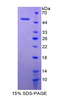 Figure 1. SDS-PAGE