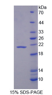 Figure 1. SDS-PAGE