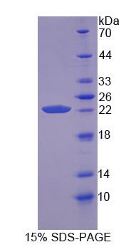 Figure 1. SDS-PAGE