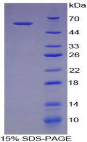 Figure 1. SDS-PAGE