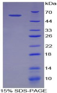 Figure 1. SDS-PAGE