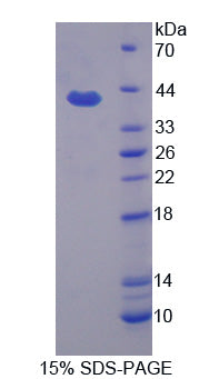 Figure 1. SDS-PAGE