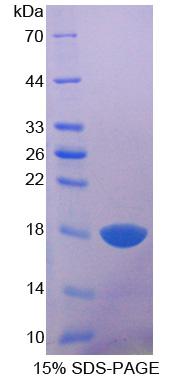 Figure 1. SDS-PAGE