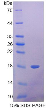 Figure 1. SDS-PAGE