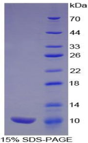 Figure 1. SDS-PAGE