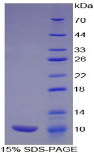 Figure 1. SDS-PAGE
