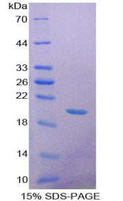 Figure 1. SDS-PAGE