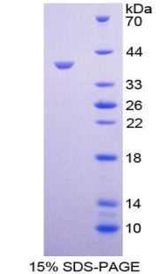 Figure 1. SDS-PAGE
