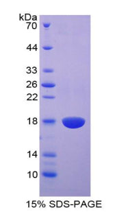 Figure 1. SDS-PAGE