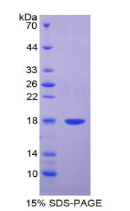 Figure 1. SDS-PAGE