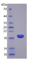 Figure 2. SDS-PAGE