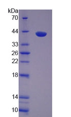 Figure 2. SDS-PAGE