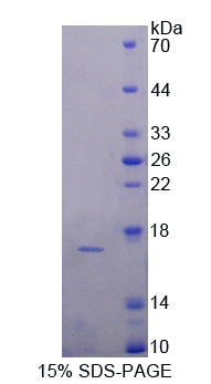 Figure 1. SDS-PAGE