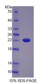Figure 1. SDS-PAGE