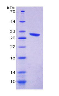 Figure 1. SDS-PAGE
