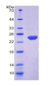 Figure 1. SDS-PAGE