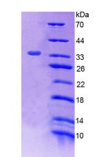 Figure 2. SDS-PAGE