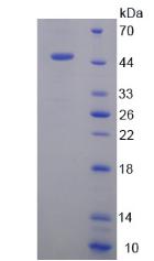 Figure 2. SDS-PAGE