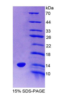 Figure 1. SDS-PAGE