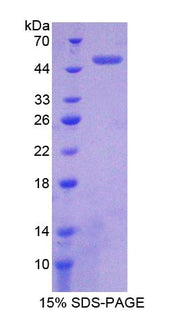 Figure 1. SDS-PAGE