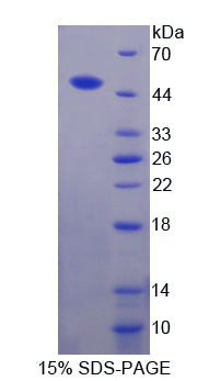 Figure 1. SDS-PAGE